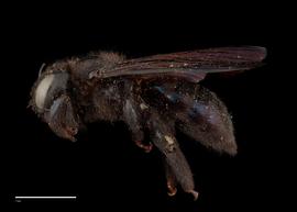  Xylocopa irisnbsp;female lateral, photo: J. Scott Adams 
