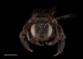  Xylocopa iris female face, photo: J. Scott Adams 
