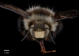  Xylocopa armeniacanbsp;female face, photo: Brooke Bagot 
