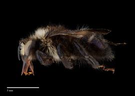  Xylocopa armeniacanbsp;female lateral, photo: Brooke Bagot 
