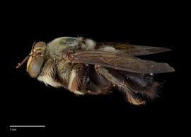  Xylocopa dejeanii male lateral, photo: Colleen Meidt 
