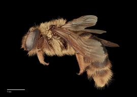  Xylocopa tranquebarica female lateral, photo: J. Scott Adams 
