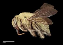  Xylocopa aestuans, habitus, male, lateral, photo: J. Scott Adams 
