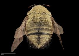  Xylocopa aestuans, male, abdomen, habitus, photo: J. Scott Adams 
