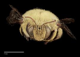  Xylocopa aestuans, male, face, habitus, photo: J. Scott Adams 
