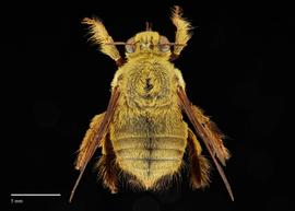  Xylocopa caffra, male, abdomen, habitus, photo: Brooke Bagot 
