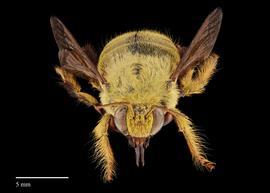 Xylocopa caffra, face, male, habitus, photo: Brook Bagot 
