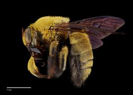  Xylocopa caffra, male, lateral, habitus, photo: Brooke Bagot 
