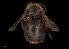  Xylocopa nitidiventris, female abdomen, photo J. Scott Adams 
