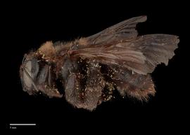  Xylocopa nitidiventris, female lateral, photo J. Scott Adams 
