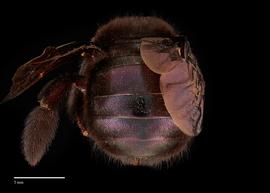  Xylocopa sp., female abdomen, photo: Brooke Bagot 
