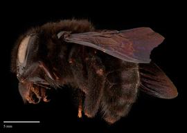  Xylocopa sp., female lateral, photo: Brooke Bagot 
