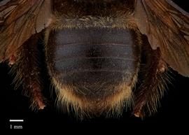  Xylocopa ciliata, female, abdomen, photo Brook Bagot 
