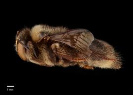  Xylocopa ciliata, male, lateral, photo Brooke Bagot 
