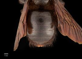  Xylocopa ciliata, female, abdomen, photo: Brooke Bagot 
