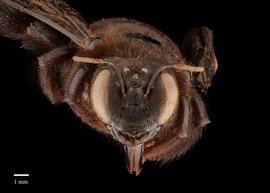  Xylocopa ciliata, female, face, photo Brooke Bagot 
