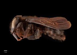  Xylocopa ciliata, female, lateral, photo Brooke Bagot 
