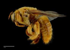  Xylocopa sp., male, lateral, habitus, photo: Brooke Bagot 
