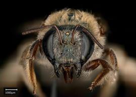  Xylocopa subvirescens, female, face, photo: Colleen Meidt 
