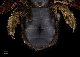  Xylocopa decipiens, female, abdomen, habitus, photo: Brooke Bagot 
