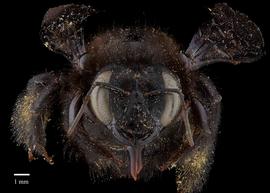  Xylocopa decipiens, female, face, habitus, photo: Brooke Bagot 
