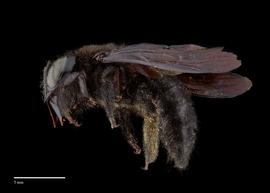  Xylocopa decipiens, female, lateral, habitus, photo: Brooke Bagot 

