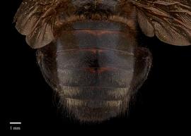  Xylocopa decipiens,nbsp;male, abdomen, habitus, photo: Brooke Bagot 

