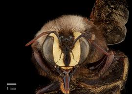  Xylocopa decipiens, male, face, habitus, photo: Brooke Bagot 

