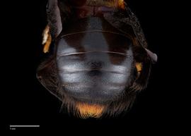  Xylocopa flavorufa, male, abdomen, habitus photo:Colleen Meidt 
