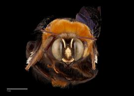  Xylocopa flavorufa, male, face, habitus, photo:Colleen Meidt 
