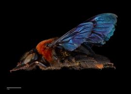  Xylocopa flavorufa, female, lateral, habitus, photo:Colleen Meidt 
