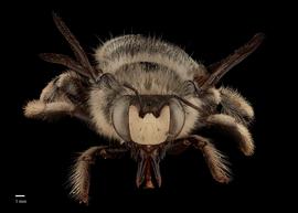  Xylocopa lugubris male face, photo: J. Scott Adams 
