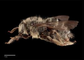  Xylocopa lugubris male lateral, photo: J. Scott Adams 

