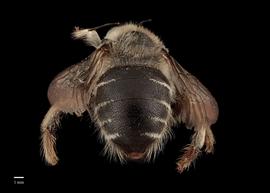  Xylocopa lugubris male abdomen, photo: J. Scott Adams 
