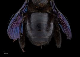  Xylocopa sicheili, female abdomen, photo: Brooke Bagot 
