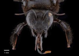  Xylocopa sicheili, female face, photo: Brooke Bagot 
