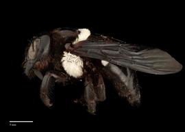  Xylocopa inconstans, female, lateral, habitus, photo: J. Scott Adams 
