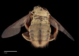  Xylocopa inconstans, male, abdomen, habitus, photo: J. Scott Adams 
