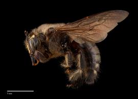  Xylocopa decipiens,nbsp;male, lateral, habitus, photo: Brooke Bagot 
