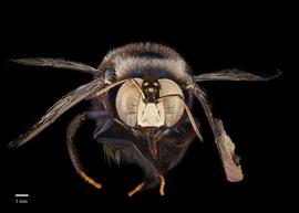  Xylocopa splendidula, male, face, habitus, photo: Colleen Meidt 
