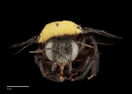  Xylocopa aestuans, female, face, habitus, photo: J. Scott Adams 
