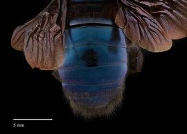  Xylocopa californicus female abdomen, photo: J. Scott Adams 
