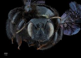  Xylocopa sp., female, face, habitus, photo: Brooke Bagot 
