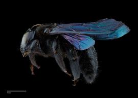  Xylocopa sp., female, lateral, habitus, photo: Brooke Bagot 
