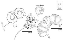  Fruit and seed:  A. jupunba  (C.L. von Willdenow) Britton amp; E.P. Killip - top left fruit cluster, bottom left dehiscent fruit;  A. jupunba  (C.L. von Willdenow) Britton amp; E.P. Killip var.  trapezifolia  (M.H. Vahl) Barneby amp; J.W. Grimes - bottom right single fruit, top center seed in situ.
