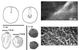  Seed, cotyledon, embryo, and testa:  A. jupunba  (C.L. von Willdenow) Britton amp; E.P. Killip - bottom left center seed topography, top left cotyledon concealing radicle (L) and embryonic axis (R), bottom center seeds, testa SEMs;  A. jupunba  (C.L. von Willdenow) Britton amp; E.P. Killip var.  trapezifolia  (M.H. Vahl) Barneby amp; J.W. Grimes - bottom far left seed topography.
