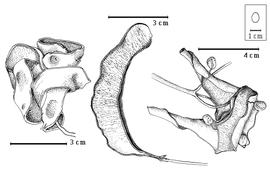  Fruit and seed:  A. laeta  (G. Bentham) R.C. Barneby amp; J.W. Grimes - fruits.
