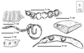  Fruit and seed:  A. bidwillii  G. Bentham - bottom right seeds in situ;  A. concinna  A.P. de Candolle - top left partial fruit;  A. erioloba  E.H.F. Meyer - top right seed in situ;  A. implexa  G. Bentham - left center seeds in situ;  A. kirkii  D. Oliver - bottom left partial fruit;  A. nilotica  (C. Linnaeus) C.L. von Willdenow ex Delile subsp.  nilotica  - top center seeds in situ.
