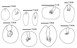  Cotyledon and embryo:  A. berlandieri  G. Bentham - top right center embryonic axis;  A. bidwillii  G. Bentham - bottom right embryonic axis;  A. breviracemosa  Britton amp; J.N. Rose - bottom right center embryonic axis;  A. coriacea  A.P. de Candolle - top left cotyledons concealing all but tip of radicle (L) and embryonic axis (R);  A. dealbata  Link - top right embryonic axis;  A. heterophylla  C.L. von Willdenow - bottom left center embryonic axis;  A. neriifolia  A. Cunningham ex G. Bentham - top left center cotyledons concealing all but tip of radicle (L) and embryonic axis (R);  A. victoriae  G. Bentham - bottom left embryonic axis.
