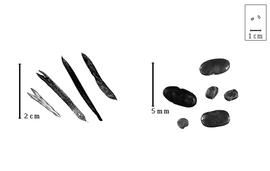  Fruit and seed:  A.  spp. - fruits (dehisced and closed) and seeds.
